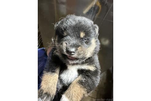 商談中の広島県の柴犬-387755の2枚目