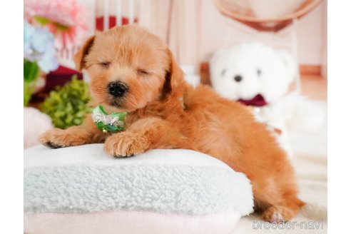販売中の神奈川県のマルプー:マルチーズ×トイプードル-387645の9枚目