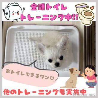 販売中の神奈川県のマルプー:マルチーズ×トイプードル-387645の7枚目