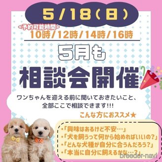 販売中の神奈川県のマルプー:マルチーズ×トイプードル-387645の3枚目