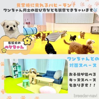 販売中の神奈川県のマルプー:マルチーズ×トイプードル-387645の5枚目