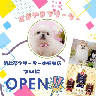 販売中の神奈川県のマルプー:マルチーズ×トイプードル-387645の6枚目
