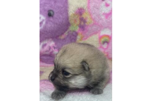販売中の北海道のポメラニアン-387568の2枚目