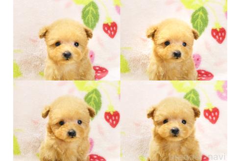 販売中の千葉県のティーカッププードル-387577の6枚目