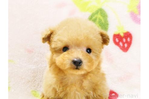 販売中の千葉県のティーカッププードル-387577の2枚目