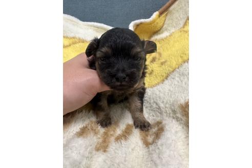販売中の岡山県のチワプー:チワワ×トイプードル-387578の6枚目