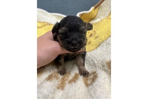 販売中の岡山県のチワプー:チワワ×トイプードル-387578の5枚目