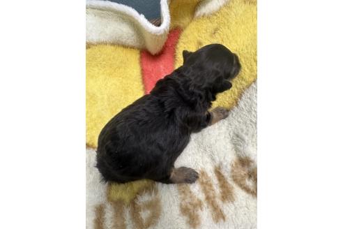 販売中の岡山県のチワプー:チワワ×トイプードル-387578の3枚目