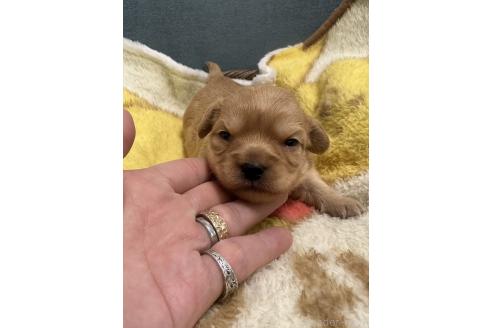 販売中の岡山県のチワプー:チワワ×トイプードル-387580の3枚目