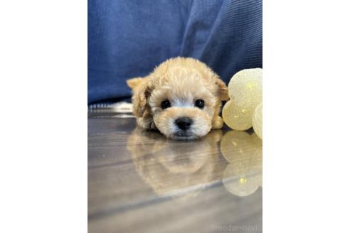 販売中の茨城県のトイプードル-387775の3枚目