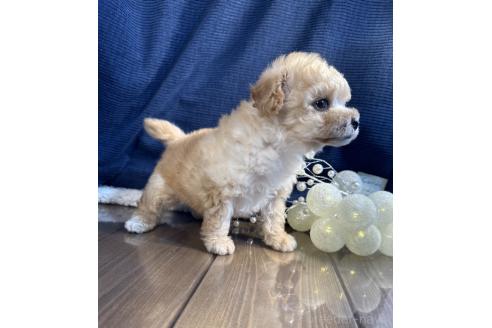 販売中の茨城県のトイプードル-387775の2枚目
