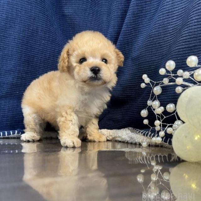 販売中の茨城県のトイプードル-387775の1枚目