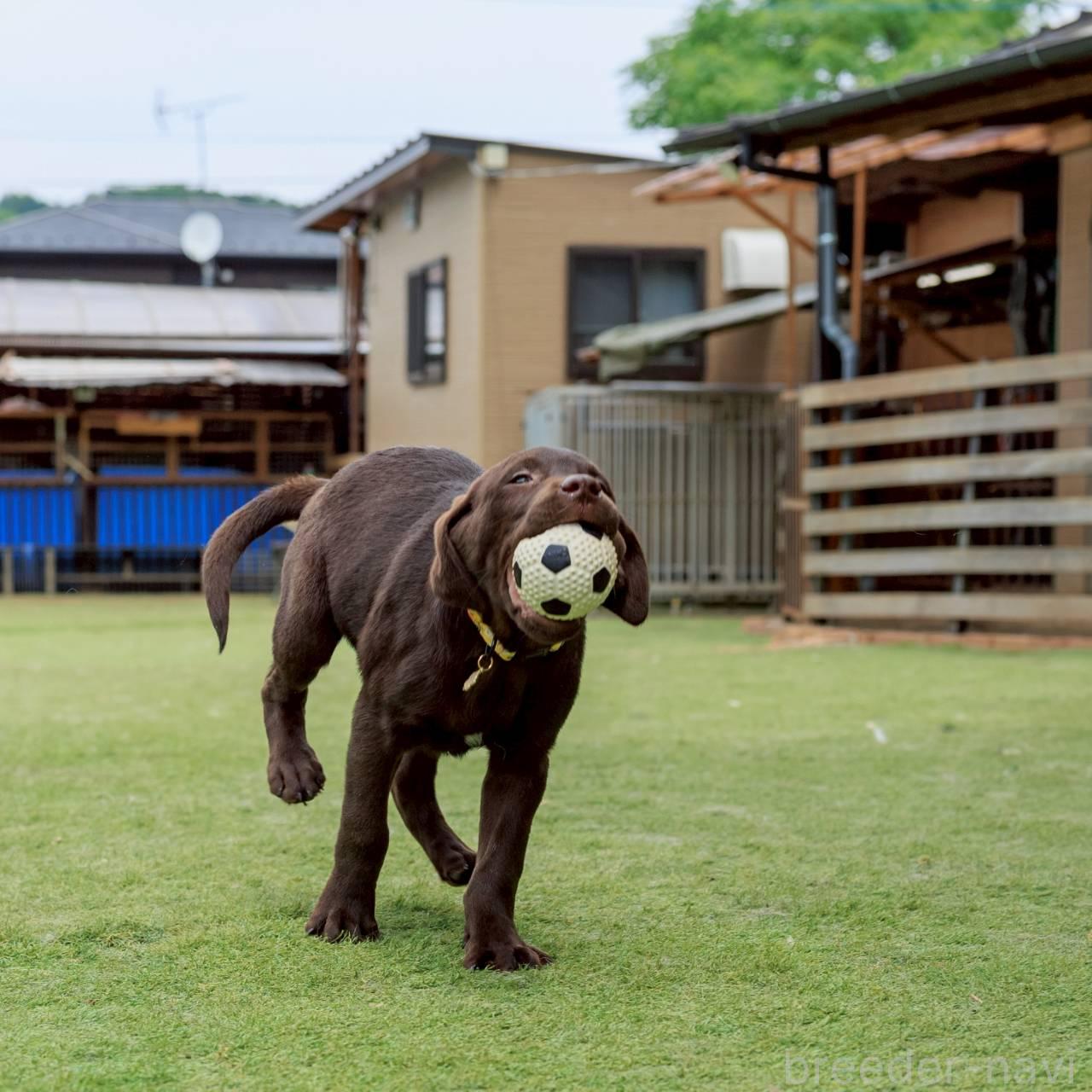 成約済の埼玉県のラブラドールレトリーバー-381552の4枚目