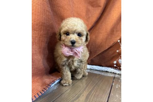 販売中の茨城県のトイプードル-387777の4枚目