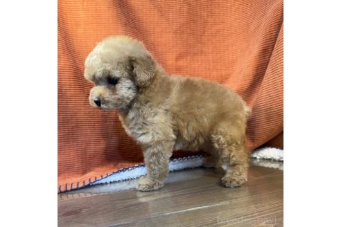販売中の茨城県のトイプードル-387777の3枚目