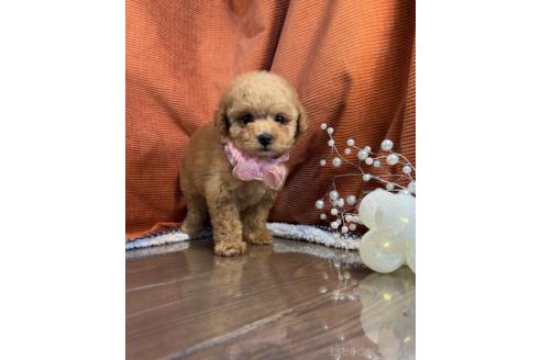 販売中の茨城県のトイプードル-387777の2枚目