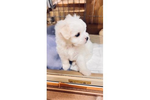 成約済の北海道のミックス犬-387779の4枚目