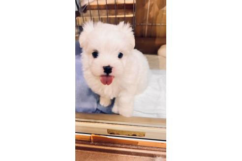 成約済の北海道のミックス犬-387779の3枚目