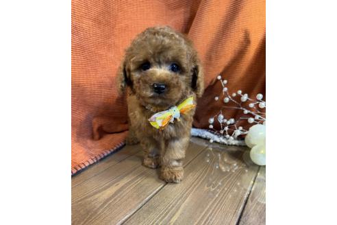 販売中の茨城県のトイプードル-387778の4枚目
