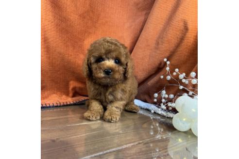 販売中の茨城県のトイプードル-387778の3枚目