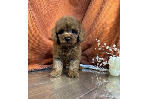 販売中の茨城県のトイプードル-387781の5枚目