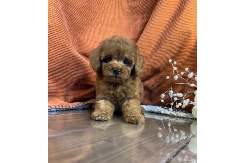 販売中の茨城県のトイプードル-387781の2枚目