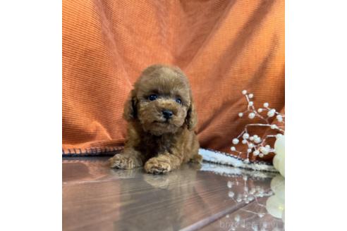販売中の茨城県のトイプードル-387784の4枚目