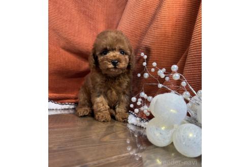 販売中の茨城県のトイプードル-387784の2枚目