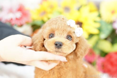 販売中の埼玉県のトイプードル-387782の3枚目