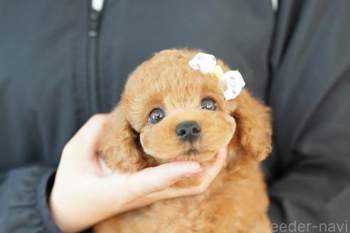 販売中の埼玉県のトイプードル-387782の2枚目