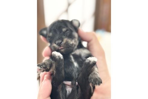 販売中の長崎県のミックス犬-387796の3枚目