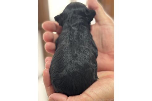 販売中の長崎県のミックス犬-387796の2枚目