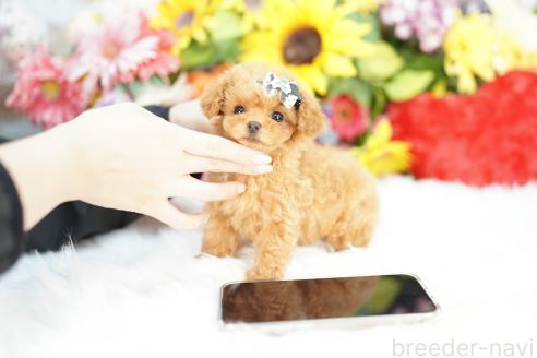 成約済の埼玉県のトイプードル-387794の4枚目