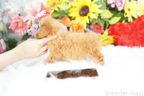 成約済の埼玉県のトイプードル-387794の3枚目