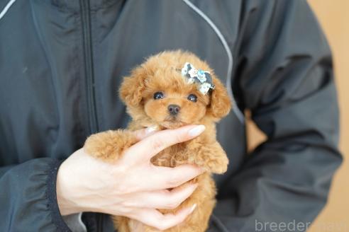 成約済の埼玉県のトイプードル-387794の2枚目