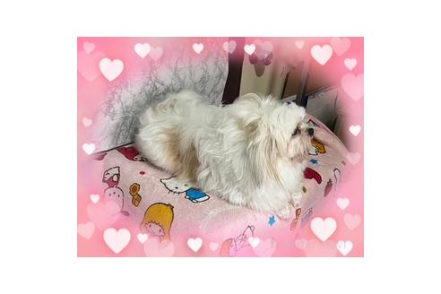販売中の長野県のミックス犬-387802の4枚目