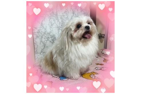 販売中の長野県のミックス犬-387802の3枚目