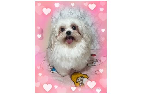 販売中の長野県のミックス犬-387802の2枚目
