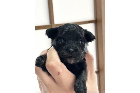 販売中の長崎県のミックス犬-387801の3枚目