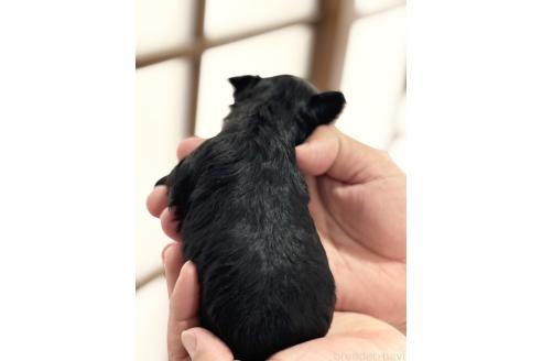 販売中の長崎県のミックス犬-387801の2枚目