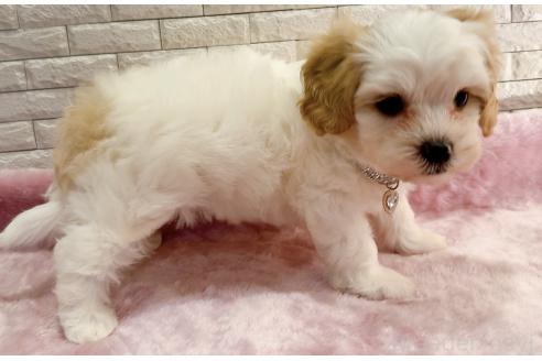 販売中の奈良県のキャバマル:キャバリア×マルチーズ-387805の15枚目