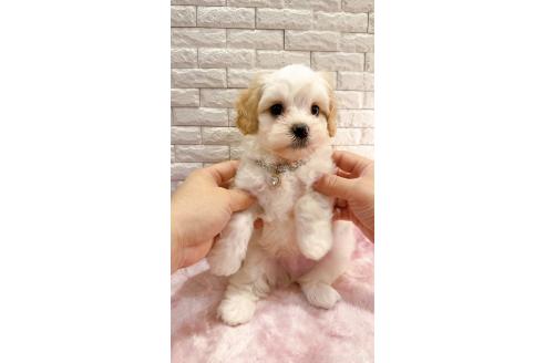 販売中の奈良県のキャバマル:キャバリア×マルチーズ-387805の14枚目
