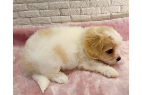 販売中の奈良県のキャバマル:キャバリア×マルチーズ-387809の15枚目