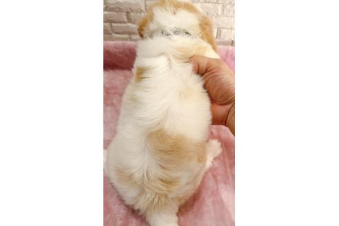 販売中の奈良県のキャバマル:キャバリア×マルチーズ-387810の15枚目