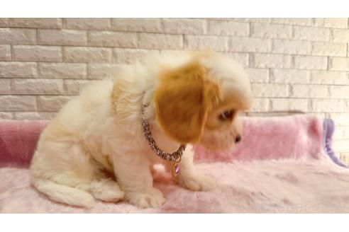 販売中の奈良県のキャバマル:キャバリア×マルチーズ-387810の12枚目