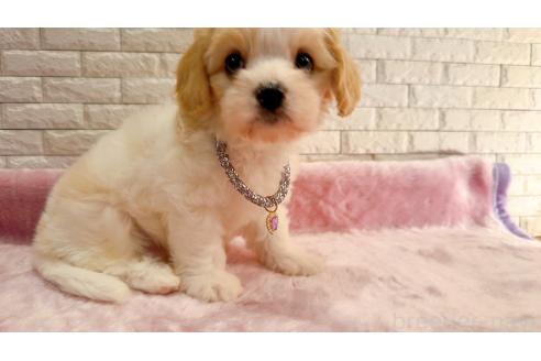 販売中の奈良県のキャバマル:キャバリア×マルチーズ-387810の10枚目