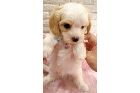 販売中の奈良県のキャバマル:キャバリア×マルチーズ-387810の9枚目