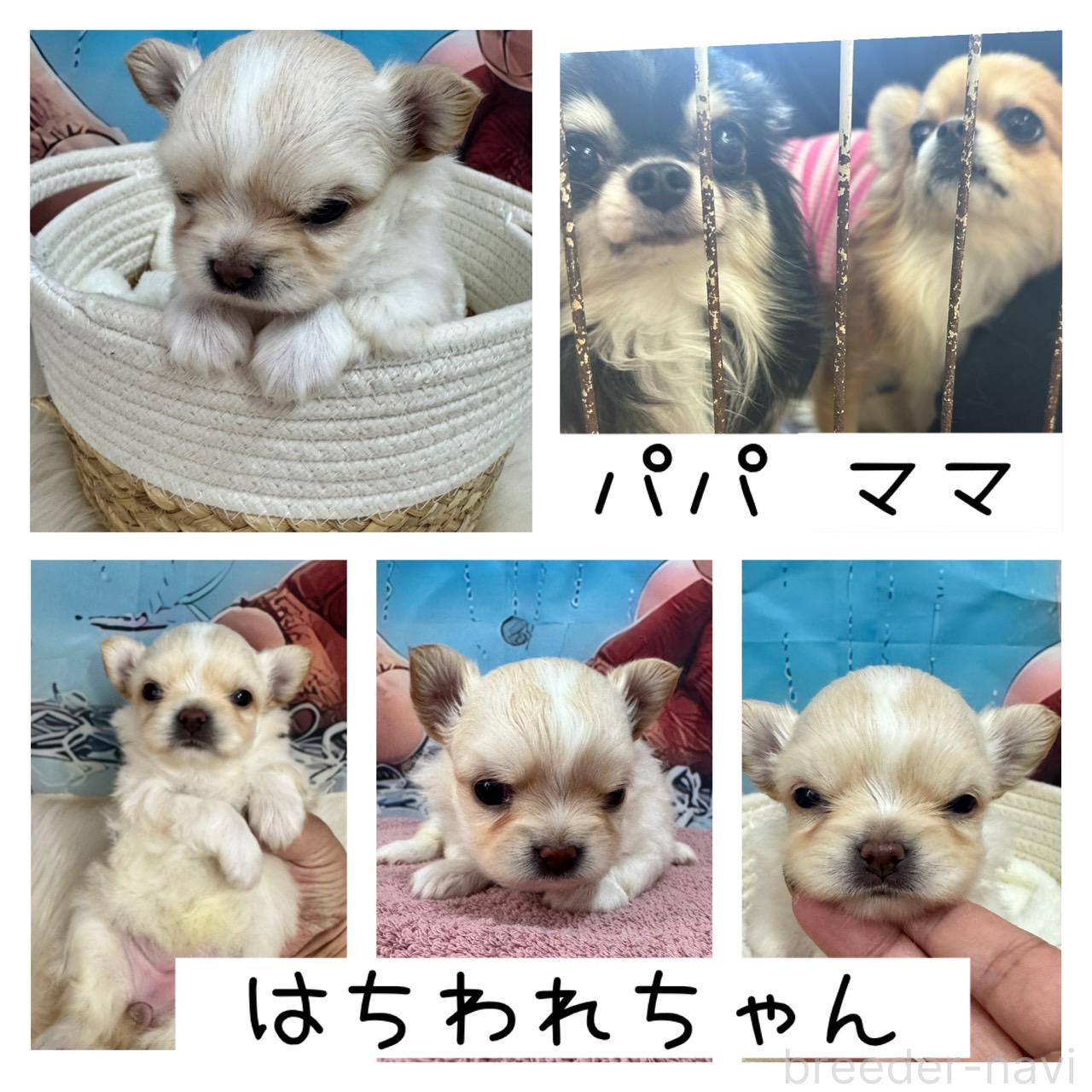 販売中の愛知県のチワワ(ロングコート)-387811の8枚目