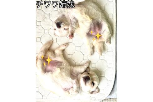 販売中の愛知県のチワワ(ロングコート)-387812の5枚目