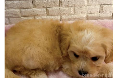 販売中の奈良県のキャバマル:キャバリア×マルチーズ-387813の15枚目